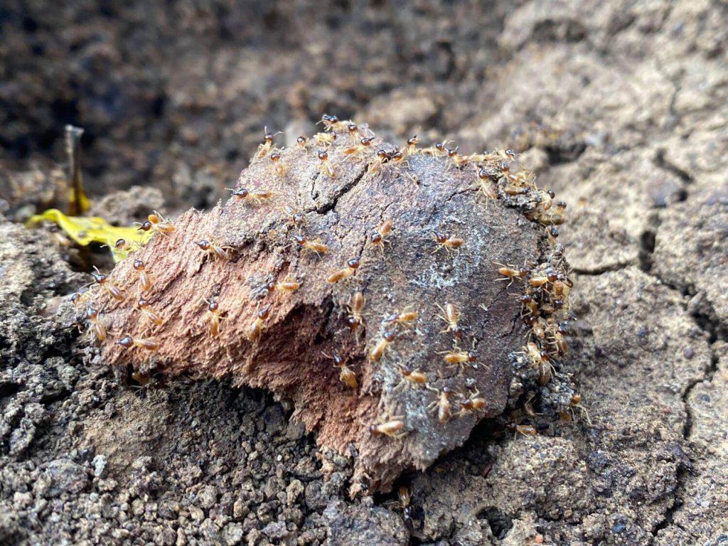 Termite damage in Australia